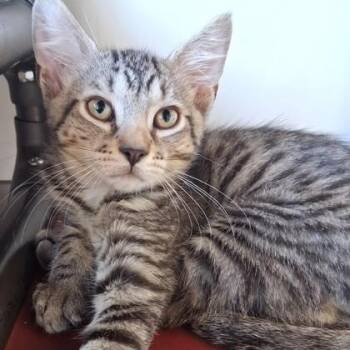 John -  Domestic Short Hair Cat for Adoption in Belmont, New York - John | PetCurious