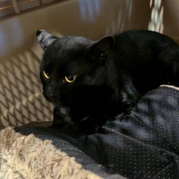 Kofi (red) -  Domestic Short Hair Cat for Adoption in Winston-salem, North Carolina - Kofi (red) | PetCurious