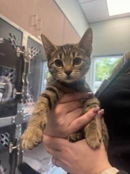 Phoebe -  Domestic Short Hair Cat for Adoption in Fishers, Indiana - Phoebe | PetCurious