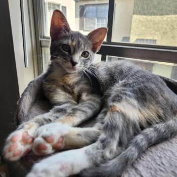 Coraline -  Siamese Cat for Adoption in San Antonio, Texas - Coraline | PetCurious