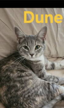 Rescue Domestic Short Hair Cats for Adoption in Rustburg, Virginia - Dune - Not At Shelter (Kendra) | PetCurious