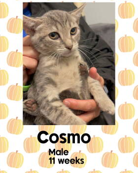 Rescue Domestic Short Hair Cats for Adoption in Holbrook, New York - COSMO | PetCurious