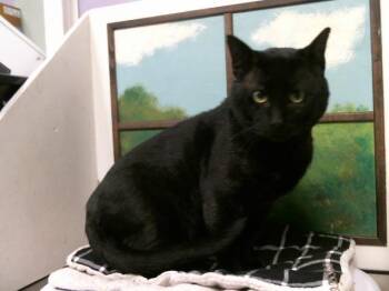 JOJO -  Domestic Short Hair Cat for Adoption in Houston, Texas - JOJO | PetCurious