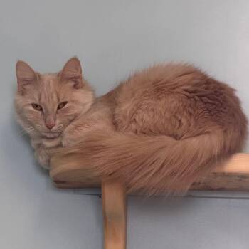 Domestic Long Hair Cats Available for Adoption - Butterscotch | PetCurious