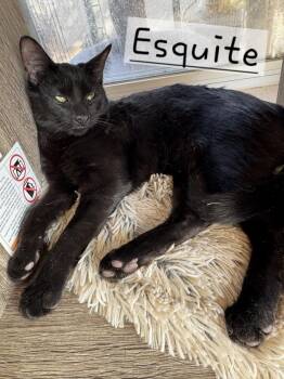 Rescue Domestic Short Hair Cats for Adoption in Albuquerque, New Mexico - Esquite | PetCurious