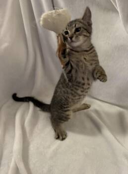Zig WM -  Domestic Short Hair Cat for Adoption in Greenville, South Carolina - Zig WM | PetCurious