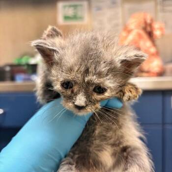Betty Spaghetty -  Domestic Short Hair Cat for Adoption in Lynchburg, Virginia - Betty Spaghetty | PetCurious