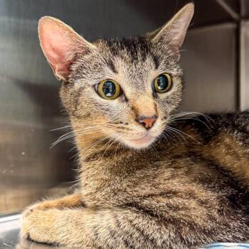 Bunny Runny -  Domestic Short Hair Cat for Adoption in Kennebunk, Maine - Bunny Runny | PetCurious