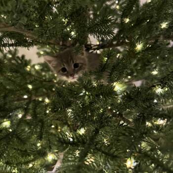 Rescue Domestic Short Hair Cats for Adoption in Kansas City, Missouri - Miss. Vickie | PetCurious