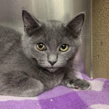 Cinder VC0626-58 -  Domestic Medium Hair Cat for Adoption in Spokane, Washington - Cinder VC0626-58 | PetCurious