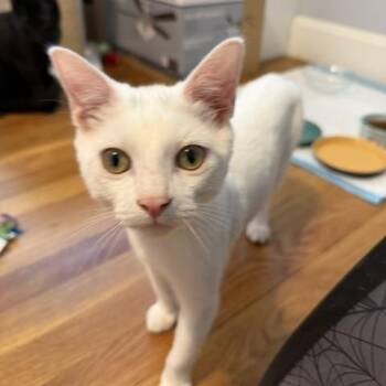 Saint (Meaghan-Fostered in New England) -  Domestic Short Hair Cat for Adoption in Brighton, Tennessee - Saint (Meaghan-Fostered In New England) | PetCurious