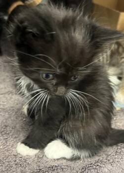 Page -  Domestic Short Hair Cat for Adoption in Roseville, California - Page | PetCurious