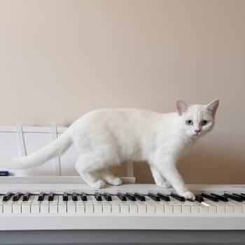 Genevieve -  Scottish Fold and British Shorthair Cat for Adoption - Genevieve | PetCurious