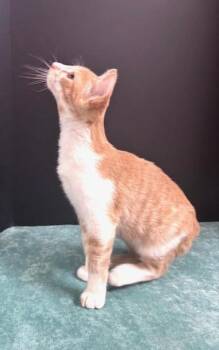 Rescue Domestic Short Hair Cats for Adoption in Hawk Point, Missouri - Basil | PetCurious
