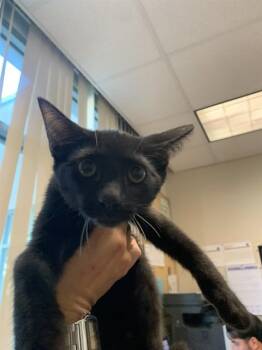 A1409371 -  Domestic Short Hair Cat for Adoption in San Jose, California - A1409371 | PetCurious