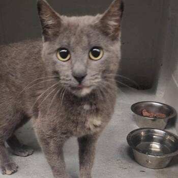 Domestic Short Hair Cats Available for Adoption in Edwardsville, Illinois - LoveJoy | PetCurious