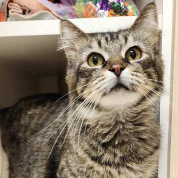 Domestic Long Hair Cats Available for Adoption - Duchess | PetCurious