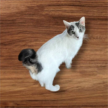 Rescue Domestic Short Hair Cats for Adoption in Mount Laurel Township, New Jersey - Willem TCC | PetCurious