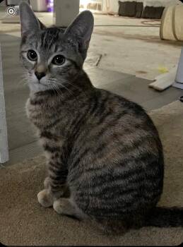 Macy (Washington St Litter) -  Domestic Short Hair Cat for Adoption in Telford, Pennsylvania - Macy (Washington St Litter) | PetCurious