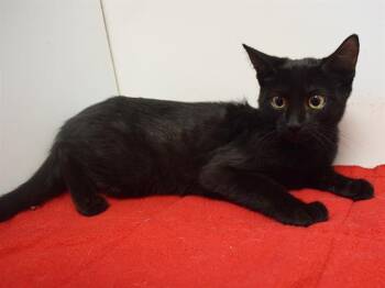 GABOR -  Domestic Short Hair Cat for Adoption in Sacramento, California - GABOR | PetCurious