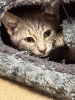 Oswaldo -  Domestic Short Hair Cat for Adoption in Wheaton, Illinois - Oswaldo | PetCurious