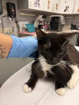 Cirrus -  Domestic Short Hair Cat for Adoption in Palm Coast, Florida - Cirrus | PetCurious