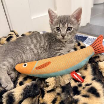 KAT -  Domestic Short Hair Cat for Adoption - KAT | PetCurious