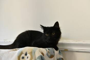 Michelle -  Domestic Medium Hair Cat for Adoption in Fairhope, Alabama - Michelle | PetCurious