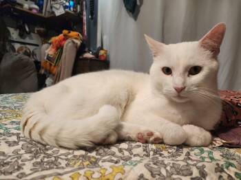 Domestic Short Hair Cats Available for Adoption in Mokena, Illinois - Angelo | PetCurious