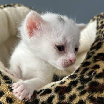Pixel -  Domestic Short Hair Cat for Adoption in Houston, Texas - Pixel | PetCurious