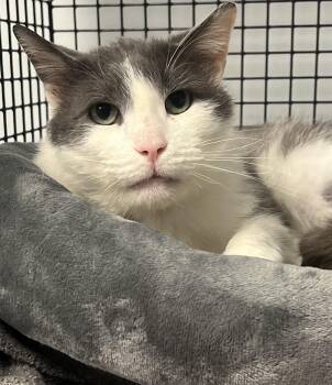 Domestic Short Hair Cats Available for Adoption - Sterling | PetCurious