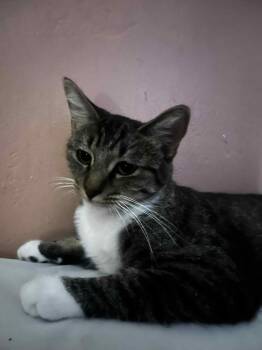 Rescue Domestic Short Hair Cats for Adoption in Glendale, Arizona - Autumn | PetCurious