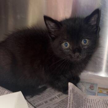 Domestic Short Hair Cats Available for Adoption in Lufkin, Texas - Espresso | PetCurious