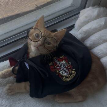 Godric Gryffindor -  Domestic Short Hair Cat for Adoption - Godric Gryffindor | PetCurious