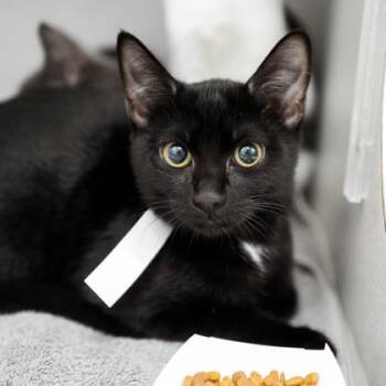 Leslie -  Domestic Short Hair Cat for Adoption in Atlanta, Georgia - Leslie | PetCurious