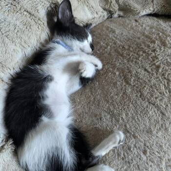 Ranger -  Domestic Short Hair Cat for Adoption in Santa Fe, Texas - Ranger | PetCurious
