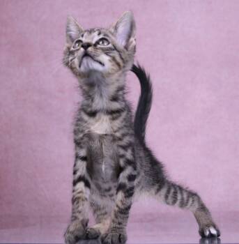 Biscuit -  Domestic Short Hair and Tabby Cat for Adoption in Tuscaloosa, Alabama - Biscuit | PetCurious