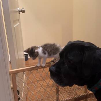 Pep -  Domestic Short Hair Cat Available for Adoption in Starkville, Mississippi - Pep | PetCurious