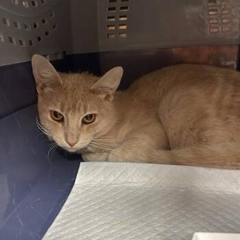 Sotheby -  Domestic Short Hair Cat for Adoption in Salt Lake City, Utah - Sotheby | PetCurious