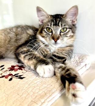 VIONETT -  Domestic Short Hair Cat for Adoption in Fernandina Beach, Florida - VIONETT | PetCurious