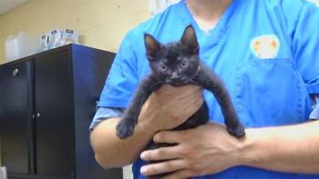 BLACKIE -  Domestic Short Hair Cat for Adoption in Cookeville, Tennessee - BLACKIE | PetCurious