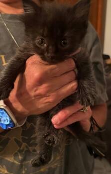 Rescue Domestic Short Hair Cats for Adoption in Anderson, Indiana - Monroe | PetCurious