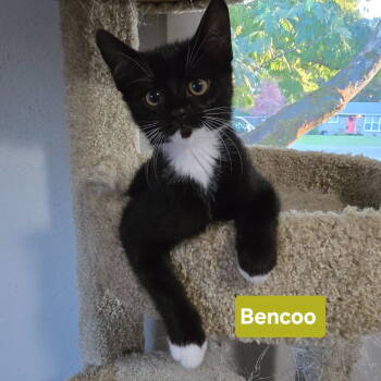 Rescue Domestic Short Hair Cats for Adoption in St. Helens, Oregon - 25-24 Bencoo | PetCurious