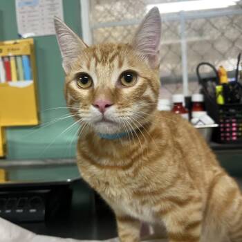 IVHS-Stray-142577 -  Domestic Short Hair Cat for Adoption in San Gabriel, California - IVHS-Stray-142577 | PetCurious
