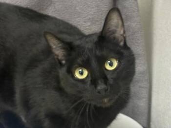 Domestic Short Hair Cats Available for Adoption - Sweetie Pie | PetCurious