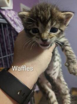 Domestic Short Hair Cats Available for Adoption in Ruskin, Florida - Waffles | PetCurious