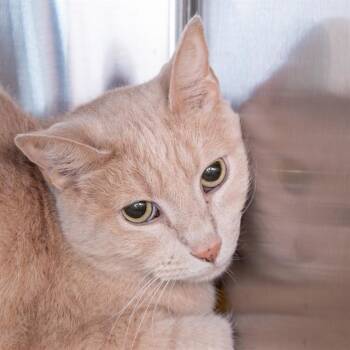 WILLY -  Domestic Short Hair Cat for Adoption in St. Louis, Missouri - WILLY | PetCurious