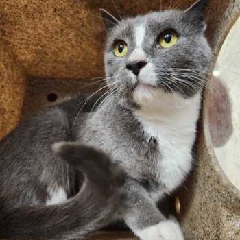 Rescue Domestic Short Hair Cats for Adoption in Bryan, Texas - 59741247 | PetCurious