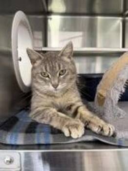 Narwhal -  Domestic Short Hair Cat for Adoption in Manitowoc, Wisconsin - Narwhal | PetCurious