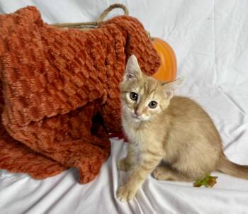 Rescue Domestic Short Hair Cats for Adoption in Rixeyville, Virginia - Chicken & Nuggie | PetCurious